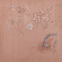 Study of White Narcissus for the...