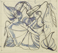 Study of a Convolvulus species