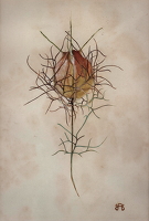 Love in the Mist - study of a...