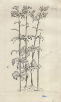 Lilium Hansoni