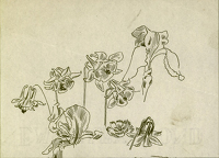 Irises and aquilegias