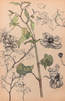 Polygonum and Anenome de Caen