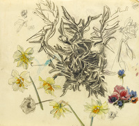 A sheet of flower studies with anemones