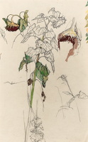 Giant Sunflowers, late 1940s