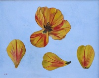 Tulip Petals