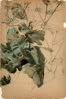 Mullein leaves with mildew silvering...