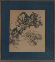 Details study of a pear tree