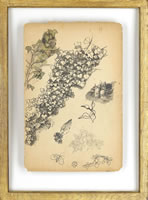 Study of ivy (recto); characters...