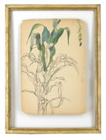Tulip leaves