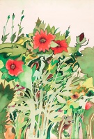 Red Anemone