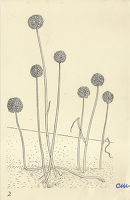 Allium