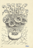 Cyclamen Neapolitanum