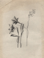 Studies of Gladiolus tristis for...