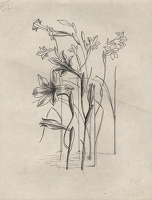 Studies of Gladiolus tristis for...