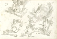 Cats head, cats tail