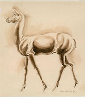 Doe