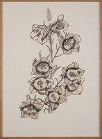 Campanula
