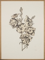 Campanula species