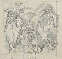 Study of a Thorn Apple