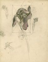 Study of an Iris
