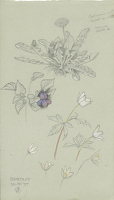 Flower Studies, Bewdley, 20.IV.1897