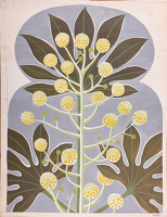 Study of a Fatsia Japonica in Bloom