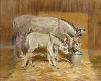 Donkeys