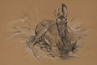Studies of an Impala