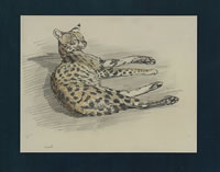 Serval