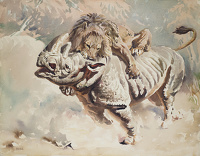 Lion attacking Rhino