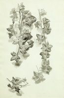 Study of Ivy