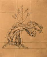 Tree Study Eton