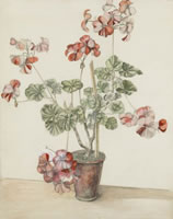 Geraniums, mid 1930's