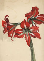 Amaryllis