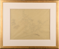 Study of Olive leaves