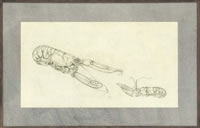 Langoustine