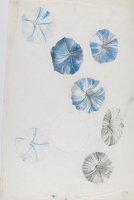 Study of Morning Glory (Ipomoea...