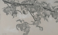 Apples on a Branch