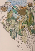 Sheet of Studies of Giant Sunflowers