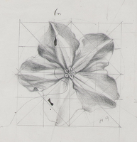 Study of a flower head