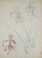 Study of Amaryllis 'St Joseph’s...