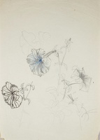 Study of Petunias