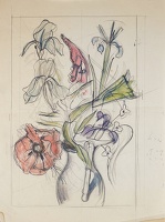 Studies of a poppy