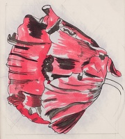 Study of a Poppy