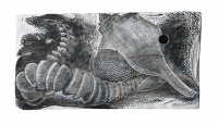 Shells, BPL 681