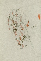 Study of Ruhmania (Chinese Foxgloves)