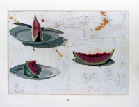Study of watermelons for The...