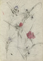 Study of Tradescantia