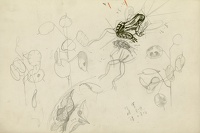 Study of a frog and foliage
