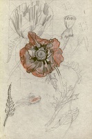 Study of a Poppy Papaver Orientale